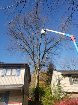 side triming of multiple trees - we work it in a side tree triming side triming of multiple trees - we work it in a side tree triming