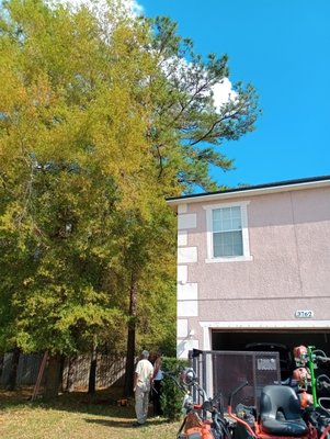 tree removal & trim - Removed limb off the house and removed two oaks in the backyard for customer! tree removal & trim - Removed limb off the house and removed two oaks in the backyard for customer!