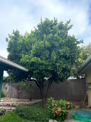 Trimmed and Shaped Orange Tree - Client specifically asked for us to trim (prune) and shape the tree do it having dead leaves from last fall and for it to be ready for this fall. Trimmed and Shaped Orange Tree - Client specifically asked for us to trim (prune) and shape the tree do it having dead leaves from last fall and for it to be ready for this fall.