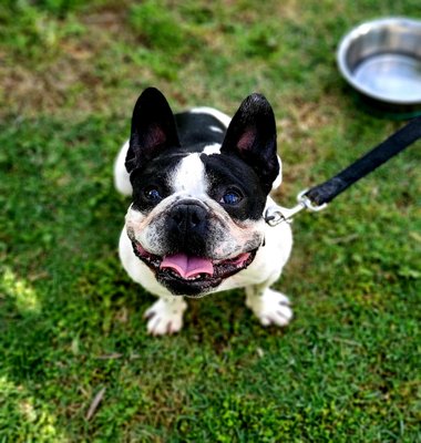 Bouford, French Bulldog- 4 Week Basic Obedience Program - Bouford a French Bulldog getting his reps in during our Basic Obedience Program where he learned sit, down, stay, Place and recall as well a Bouford, French Bulldog- 4 Week Basic Obedience Program - Bouford a French Bulldog getting his reps in during our Basic Obedience Program where he learned sit, down, stay, Place and recall as well a