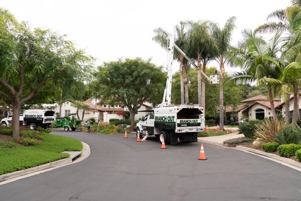 Palm Trimming Experts - With our professional staff, we make quick work of any palm trimming project. From date palms, queen palms, fan palms, and any other type of palm-we've got you covered.
Here you can see some queen palms being expertly trimmed from one of our aerial lift trucks.  These trucks make jobs go quickly and safely, saving you time and money. Give us a call today for your free evaluation.