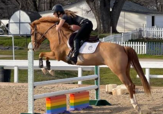 If you can dream it, you can do it. - AF Training and Sales is located in Shingle Springs, California at the Boyko Ranch. From private client training to introductory lessons, we offer a variety of training, sales, and lesson packages to suit our individual clients' needs.
