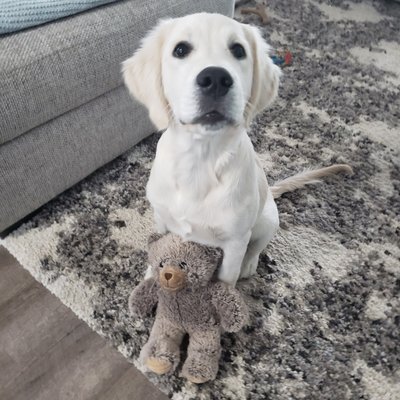 Yogi basic obedience - Yogi is a very sweet puppy who is ready to learn commands! We also talk a bit about curbing some troublesome puppy behaviors like chewing things and getting too excited around guests. He is half way through the program and learning quickly!
