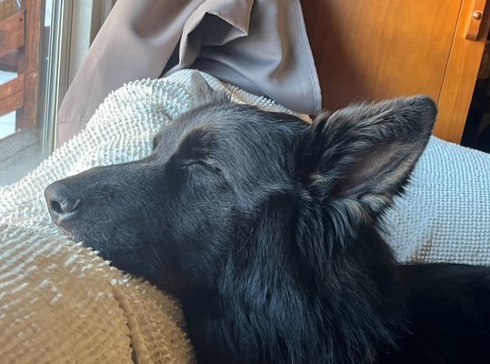 Naps between hikes! - Pups need their sleep in between walks and hikes.