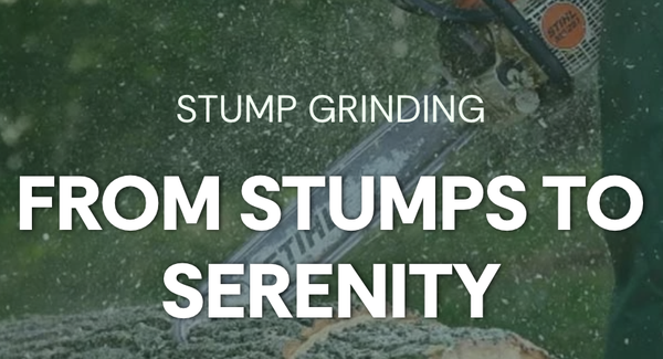 Stump Grinding - Precision Stump Grinding Services
Say adios to those stubborn tree stumps cramping your style with M&J Tree Professional’s stump grinding pro! We’re not just removing stumps. We’re turning obstructed lots into pristine canvases for homeowners and businesses alike. With meticulous skill and a commitment to excellence, we eliminate stumps to reveal the full potential of your property.
The Art of Stump Grinding:
Why Choose Us?
Stumps are silent disruptors—hindering aesthetics, safety, and functionality. Our Houston stump grinding services transform these obstacles into possibilities with unmatched precision. Here’s what distinguishes our approach:
Deep, Definitive Removal: We grind stumps 6 to 12 inches below the surface, ensuring a clean slate free of roots and remnants.
Cutting-Edge Technology: Our advanced stump grinders deliver swift, flawless results, preserving the integrity of your surrounding landscape.
Uncompromised Safety: By erasing tripping hazards and pest havens, we safeguard your Houston property for all who use it.
Refined Aesthetics: A stump-free expanse enhances your curb appeal, elevating your home or business to new heights.
Sustainable Practices: Opt for debris removal or repurpose wood chips as mulch—our eco-conscious options suit your vision.residential & commercial
stump removal
At M&J Tree Professional, we obliterate these tree stumps with expert precision, transforming your residential retreat in the Heights or your commercial lot in the Medical Center into a clean, usable space that boosts curb appeal, enhances safety, and sets the stage for whatever comes next—be it a lush lawn, a sleek design, or a fresh start.
Landscape Readiness: We clear stumps to pave the way for lush lawns or inspired gardens, perfect for homes in the Heights or River Oaks.
Bespoke Precision: From a single stump in Montrose to a cluster in Midtown, we tailor our work to your property’s unique character.
Discreet Efficiency: Our team operates seamlessly around your schedule, ensuring zero disruption to your Downtown Houston operations.
Strategic Preparation: We efficiently remove multiple stumps, readying Galleria-area sites for development or design with precision. Stump Grinding - Precision Stump Grinding Services
Say adios to those stubborn tree stumps cramping your style with M&J Tree Professional’s stump grinding pro! We’re not just removing stumps. We’re turning obstructed lots into pristine canvases for homeowners and businesses alike. With meticulous skill and a commitment to excellence, we eliminate stumps to reveal the full potential of your property.
The Art of Stump Grinding:
Why Choose Us?
Stumps are silent disruptors—hindering aesthetics, safety, and functionality. Our Houston stump grinding services transform these obstacles into possibilities with unmatched precision. Here’s what distinguishes our approach:
Deep, Definitive Removal: We grind stumps 6 to 12 inches below the surface, ensuring a clean slate free of roots and remnants.
Cutting-Edge Technology: Our advanced stump grinders deliver swift, flawless results, preserving the integrity of your surrounding landscape.
Uncompromised Safety: By erasing tripping hazards and pest havens, we safeguard your Houston property for all who use it.
Refined Aesthetics: A stump-free expanse enhances your curb appeal, elevating your home or business to new heights.
Sustainable Practices: Opt for debris removal or repurpose wood chips as mulch—our eco-conscious options suit your vision.residential & commercial
stump removal
At M&J Tree Professional, we obliterate these tree stumps with expert precision, transforming your residential retreat in the Heights or your commercial lot in the Medical Center into a clean, usable space that boosts curb appeal, enhances safety, and sets the stage for whatever comes next—be it a lush lawn, a sleek design, or a fresh start.
Landscape Readiness: We clear stumps to pave the way for lush lawns or inspired gardens, perfect for homes in the Heights or River Oaks.
Bespoke Precision: From a single stump in Montrose to a cluster in Midtown, we tailor our work to your property’s unique character.
Discreet Efficiency: Our team operates seamlessly around your schedule, ensuring zero disruption to your Downtown Houston operations.
Strategic Preparation: We efficiently remove multiple stumps, readying Galleria-area sites for development or design with precision.