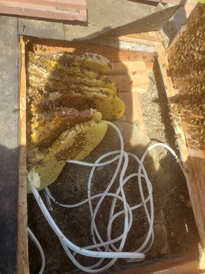 Honey Bee Hive Removal From Roof - Call your bee removal specialists today.
#Bees #Beekeeper #SafeBeeRemoval Honey Bee Hive Removal From Roof - Call your bee removal specialists today.
#Bees #Beekeeper #SafeBeeRemoval