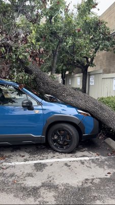 Got an emergency? Call us! - an emergency call a pear tree fell on the car as a result of the winds caused by hurricane Hilary we arrived and carefully removed the tree so as not to further damage the car, and a more satisfied client for our service Got an emergency? Call us! - an emergency call a pear tree fell on the car as a result of the winds caused by hurricane Hilary we arrived and carefully removed the tree so as not to further damage the car, and a more satisfied client for our service
