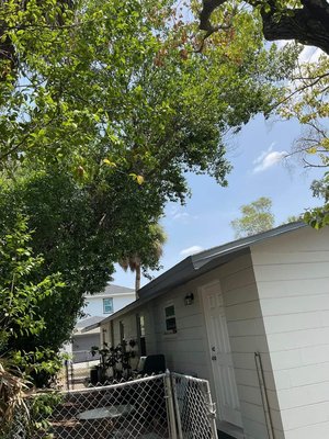 Invasive Cherry Laurels Removed and Palm Trees Trimmed - This client contacted us regarding their home owners insurance having an issue with the trees over the house, our Arborist examined the site and determined that the trees were a highly invasive species called Cherry Laurels. The invasive trees were removed and the palm trees on site were pruned. Invasive Cherry Laurels Removed and Palm Trees Trimmed - This client contacted us regarding their home owners insurance having an issue with the trees over the house, our Arborist examined the site and determined that the trees were a highly invasive species called Cherry Laurels. The invasive trees were removed and the palm trees on site were pruned.