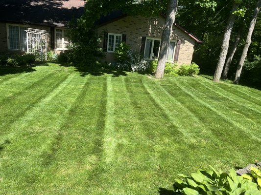 Grass cutting - This is an after photo of an amazing yard and cutting blowing trimming the property. Grass cutting - This is an after photo of an amazing yard and cutting blowing trimming the property.