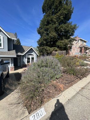 SOD Installation - We removed bushes and dirt to grade area for the SOD then laid down fresh top soil & planted plants w/ drip irrigation. Also added sod & mulch. SOD Installation - We removed bushes and dirt to grade area for the SOD then laid down fresh top soil & planted plants w/ drip irrigation. Also added sod & mulch.