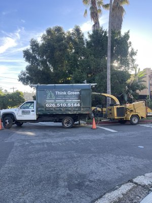 Ficus removal - This ficus tree was infected with a bug that was spreading to all my clients trees and plants. We agreed removing it was the best option. Client was happy with the results. Now we just need to spray and treat the rest of the trees and plants. Ficus removal - This ficus tree was infected with a bug that was spreading to all my clients trees and plants. We agreed removing it was the best option. Client was happy with the results. Now we just need to spray and treat the rest of the trees and plants.
