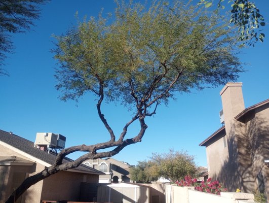 Mesquite Tree Trim - Big mesquite tree trim, hasn't been trimmed in over 2 years, did a good crown lift and thinning. Mesquite Tree Trim - Big mesquite tree trim, hasn't been trimmed in over 2 years, did a good crown lift and thinning.
