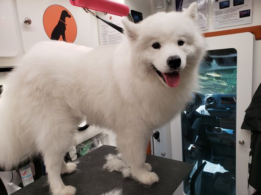 Grooming basic cut - Struggling to find time to bring your pet to the groomers? Why not have the groomer come to you instead! Mobile grooming offers:
Convenience – We come to you!
One on One Care – Your pet gets the full attention of the groomer at all times and isn’t exposed to any other pets
Cage Free Environment – You pet won’t be drip drying in a cage
No Travel Needed – Optimal for senior pets with our hydraulic tables that lower to accommodate them and pets who don’t enjoy car rides
No Hookups Needed – We supply the warm water and electricity, and do not need to connect to your home. Grooming basic cut - Struggling to find time to bring your pet to the groomers? Why not have the groomer come to you instead! Mobile grooming offers:
Convenience – We come to you!
One on One Care – Your pet gets the full attention of the groomer at all times and isn’t exposed to any other pets
Cage Free Environment – You pet won’t be drip drying in a cage
No Travel Needed – Optimal for senior pets with our hydraulic tables that lower to accommodate them and pets who don’t enjoy car rides
No Hookups Needed – We supply the warm water and electricity, and do not need to connect to your home.