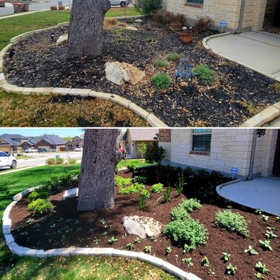 Bulverde Front Yard Beds - After the 2021 winter freeze this client had lost most if not all of their front yard bed shrubbery. With a plan layout given to us we recommended and installed what we know would thrive in those areas with new plants, flowers, and mulch. Bulverde Front Yard Beds - After the 2021 winter freeze this client had lost most if not all of their front yard bed shrubbery. With a plan layout given to us we recommended and installed what we know would thrive in those areas with new plants, flowers, and mulch.
