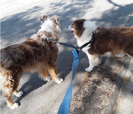 Dog Walking Visits - We will visit your dog at your home, anywhere from 30 to 60 minutes per visit.

During that time, we will take your best bud on a walk around the neighborhood, make sure he does his business and gets some good old exercise!

After our time outside we'll use the last few minutes of the visit, making sure that Fido has clean bowls and some fresh water! We can also feed him if necessary or simply give him a treat.