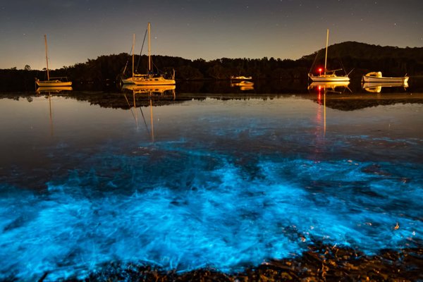 Bioluminescence & Moonlight Kayak Tour - Explore the magic of the San Juan Islands like never before with our Bioluminescence Kayak Tours! Witness the beauty of the glowing plankton that lights up the water beneath you, creating a breathtaking display of natural wonder. Our tours take place on clear nights, providing stunning views of the starry sky above. Don't miss out on this unforgettable experience - book your Bioluminescence Kayak Tour now!