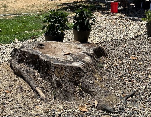 Stump Grinding - Homeowner was tired of seeing this old stump, we were quickly able to grind down the stump below grade level with our Barreto Stump grinder. Stump Grinding - Homeowner was tired of seeing this old stump, we were quickly able to grind down the stump below grade level with our Barreto Stump grinder.