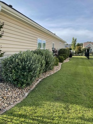 trimmed the bushes - We were called by the home owner. She asked us if we could cut back the bushes.