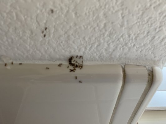 Ants taking over the kitchen - Ants had taken over this kitchen. There were trails as thick as my finger. I located the colonies on the exterior of the home as well as the trails inside and applied a few different baits, sprays and granules to eliminate these visitors who were unwelcome.