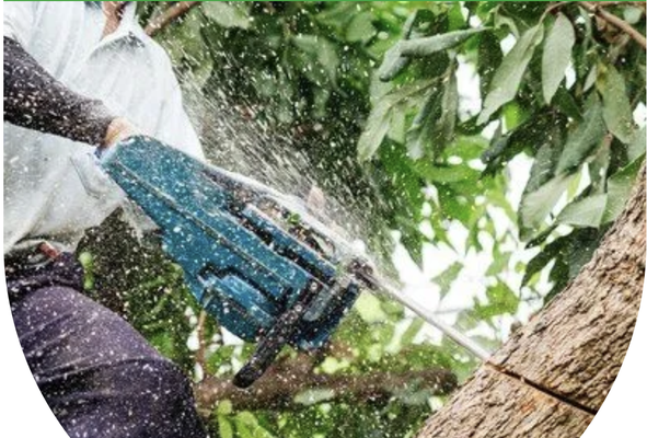 Tree Trimming & Pruning - With over 13 years of expertise, Valley Tree Solutions INC provides exceptional tree trimming and pruning services to residents and businesses in Sacramento, CA. Proper trimming and pruning are essential for the health, safety, and longevity of your trees. Our experienced arborists use precise techniques to remove dead or overgrown branches, ensuring your trees continue to grow strong and beautiful. Whether it’s routine maintenance or specialized care, our team ensures your trees are pruned to perfection, enhancing their natural shape and promoting healthier growth while preventing potential hazards. Tree Trimming & Pruning - With over 13 years of expertise, Valley Tree Solutions INC provides exceptional tree trimming and pruning services to residents and businesses in Sacramento, CA. Proper trimming and pruning are essential for the health, safety, and longevity of your trees. Our experienced arborists use precise techniques to remove dead or overgrown branches, ensuring your trees continue to grow strong and beautiful. Whether it’s routine maintenance or specialized care, our team ensures your trees are pruned to perfection, enhancing their natural shape and promoting healthier growth while preventing potential hazards.