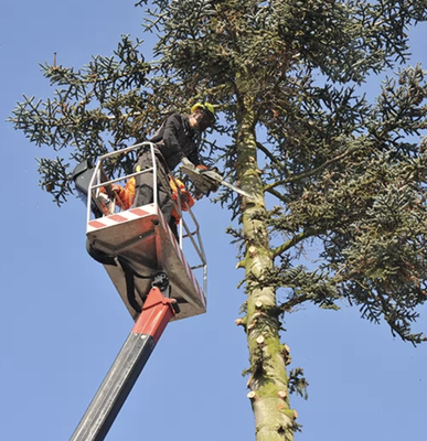 Tree removal - Certified Arborists to care for your trees and offer expert removal. Tree removal - Certified Arborists to care for your trees and offer expert removal.