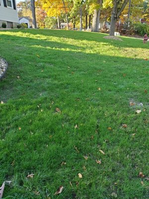 lawn repair - this front yard was on bad shape, it needed complete renovation. lawn repair - this front yard was on bad shape, it needed complete renovation.