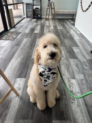 Hygiene service and De-Matting - Bath, Blueberry Facial, Brush, & Blow-Dry, Ear Cleaning, Nail Trimming & Buffing, & Teeth Brushing and
De-matting Hygiene service and De-Matting - Bath, Blueberry Facial, Brush, & Blow-Dry, Ear Cleaning, Nail Trimming & Buffing, & Teeth Brushing and
De-matting