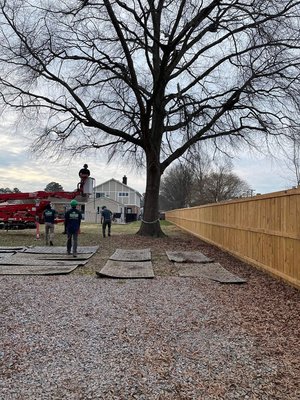 Tree Removal - Tree Removal