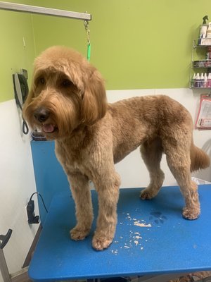 Doodles - Haircut, nails trimmed and grind, teeth brushing,gland expression , ears plucking.