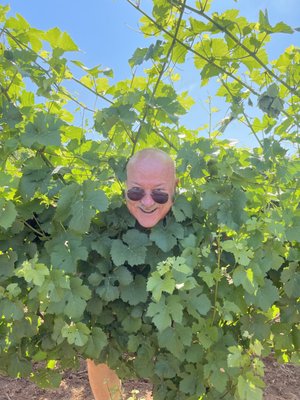 Life in our vineyards - When spending time in our vineyards we get attached to the cycle of nature! Life in our vineyards - When spending time in our vineyards we get attached to the cycle of nature!
