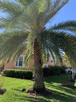 Palm tree trimming - Palm tree trimming is one of our Florida specialties Palm tree trimming - Palm tree trimming is one of our Florida specialties
