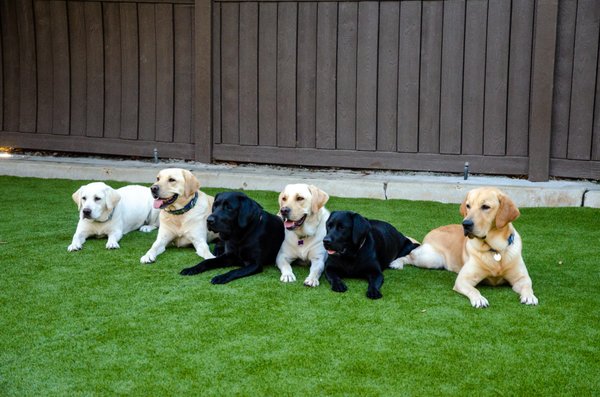 Kennel Cleaning - Our service also works for kennels, pet care facilities and so much more! Guaranteed to remove pet odor from your artificial turf. Kennel Cleaning - Our service also works for kennels, pet care facilities and so much more! Guaranteed to remove pet odor from your artificial turf.