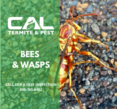 Bees/Wasps - Wasps and honey bees are both members of the Hymenoptera order of insects. Honey bees are hairy, while wasps usually have smooth and shiny skin. Wasps are narrow-waisted, have four wings and may be brightly colored, with black and yellow patterns. Wasps and bees also differ in lifestyle and habits.
