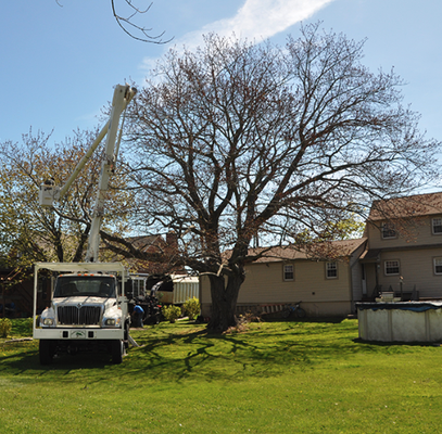 Tree Cutting & Trimming - Tree Cutting Services
PCS Landscaping has all the equipment needed to handle the most difficult tree removal jobs. We utilize specially designed mats to prevent damage to sod, grass, and other landscaping. These mats are proven to leave turf smooth and soft even under considerable weight loads. Be assured that our surgical approach to removing your tree will provide the safest environment. Our tree removal department deals only with removing trees and has the know how and experience to put your mind at ease.

Tree Cutting & Removal:

Tree cutting is difficult and dangerous work, and if it isn’t done properly, the process can result in injury to the person/people cutting the tree, as well as damage to structures or objects nearby.  This is why you should entrust tree cutting and removal to professional landscaping services that have the experience necessary to carry out the whole process in a clean and safe manner.

Even if the falling tree itself doesn’t cause damage, trucks and other removal equipment can leave your property in a state of disarray, with deep tracks in the ground and damage to fences or plants. This is why we at Precision Cutting Services take every possible precaution to assess the property beforehand and use all means necessary to leave it in as good a state as we found it in – minus a tree, of course.

As we already mentioned, we use special pressure-dissipating mats under our trucks, to avoid leaving tracks in soil. During the tree removal process,  our technicians will carefully remove large branches, one at a time, to lower tree weight and reduce falling impact.

We load the branches and the trunk on a truck using special lifting cranes; after the tree has been removed, we also do stump grinding and removal.

When to Have a Tree Removed:

Trees are large and long-lived organisms, and cutting one down isn’t a decision made lightly. Some property owners choose to remove trees for aesthetic and landscaping reasons, in order to increase property value. Often, tree removal is a matter of safety – dead or dying trees, as well as trees that have structural weaknesses, are ticking time bombs that could collapse and cause damage or injury, and should be dealt with beforehand. This is especially important in areas that are susceptible to storms or hurricanes – if you have trees on your property that you suspect may be unsafe, don’t wait until a major weather event brings a tree crashing through your roof – have them looked over by our arborists to see if they need to be trimmed or cut down.

Towns Served:

New Haven CT, East Haven CT, West Haven CT, North Haven CT, Branford CT, North Branford CT, Milford CT, Orange CT, Woodbridge CT, Bethany CT, Guilford CT, Madison CT, and surrounding towns.

24hr Emergency Services