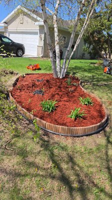 The Birch & Bloom Total Revitalization - 🌟 We don't just clean, we transform! 🌟

This project was a total make-over from beginning to end. We took this garden from a neglected state (see the 'before' photos) to a structured and beautiful oasis.

It included:
✅ Comprehensive weed and debris cleanup.
✅ Installation of new contrasting red mulch.
✅ Structured edging and custom curved borders (check out that figure-eight shape around the birch trees! 🌳).
✅ New plantings and decorative touches.
✅ Strategic solar lighting for nighttime.

If you're looking to renew your outdoor space, [Your Business] is your best choice! 👷‍♂️🏡 Contact us for an estimate.

#GardenRenovation #YardCleanup #FreshMulch #CurbAppeal #ExteriorTransformation #ProfessionalLandscapers