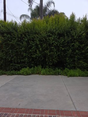 green leaf st.shetman oaks - we timed hedges around house customer like her hedges to be thinned out with a natural look..