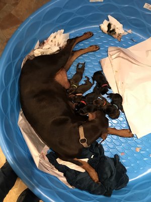 Puppies - International Champion bloodline, health tested, European Doberman puppies Now available!! Nala and Shyla have puppies to choose from!!!