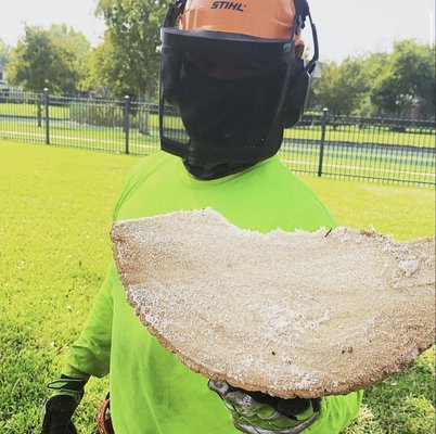 Tree REMOVAL - Professional Tree Removal Service