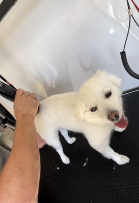 Grooming - Complete wash with cut and brush! Grooming - Complete wash with cut and brush!