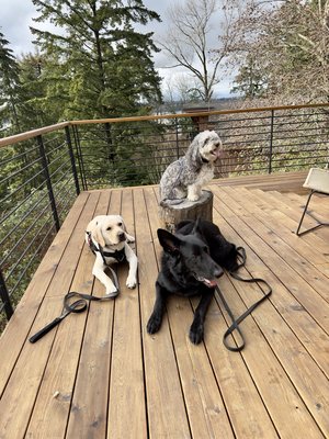 Obedience Training - Give your dog flashy off-leash obedience or help then finally curb their mean streak with an aggression modification program