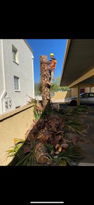 Palm Removal - Removing Palm tree from an Apartment complex in Phoenix. Customer was not a fan of where Palm was located. Palm Removal - Removing Palm tree from an Apartment complex in Phoenix. Customer was not a fan of where Palm was located.
