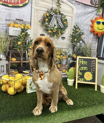 LOYAL SPAW MEMBERS - We try to do our best to help our customers maintain and care for their pups coat and we’ll being. So we offer our loyal SPAW members deals that motivate a grooming routine! RIGHTNOW we offer $5 off as well as free teeth brushing with any grooming package!