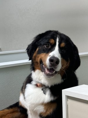 Dog Grooming - Dog grooming is one of our specialties that we inquire. Schedule with us today !