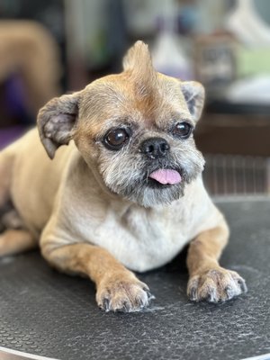 Haircuts - All Breeds - Haircuts include:
Bath, blow-dry, ear cleaning, nail trim, anal glans (upon request), brushing, clipper sculpting and scissor shaping, cologne, and of course lots of love Haircuts - All Breeds - Haircuts include:
Bath, blow-dry, ear cleaning, nail trim, anal glans (upon request), brushing, clipper sculpting and scissor shaping, cologne, and of course lots of love