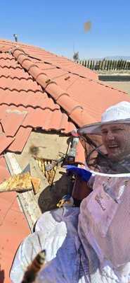 Beehive in Roof at Hesperia Home - I was able to remove and relocate a beehive from the roof of a home in Hesperia California and let me tell you these bees were not happy. We carefully removed the entire hive and relocated to a local Beekeeper.