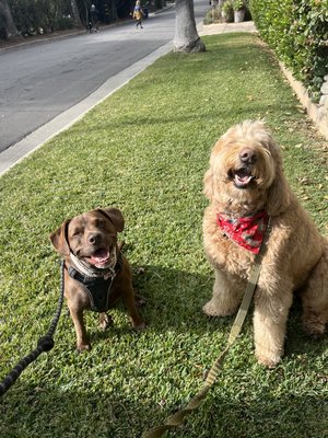 Dog walking - Walks are a great way to set your dog up for a day of fun!
We offer a variety of walks to meet each dogs needs:
15 minute walk $20
30 minute walk $35
45 minute walk $40
1 hour $45
*$7 additional dog
$5 extra on Saturday and Sunday Dog walking - Walks are a great way to set your dog up for a day of fun!
We offer a variety of walks to meet each dogs needs:
15 minute walk $20
30 minute walk $35
45 minute walk $40
1 hour $45
*$7 additional dog
$5 extra on Saturday and Sunday