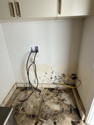 Laundry Room Mold Drywall Repair - Small area contaminated with mold due to drain Line being clogged. Water would back up without being noticed eventually causing Mold. We snaked the Drain and made repairs. Laundry Room Mold Drywall Repair - Small area contaminated with mold due to drain Line being clogged. Water would back up without being noticed eventually causing Mold. We snaked the Drain and made repairs.