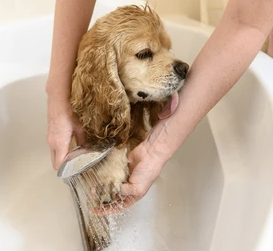 New Client Promo - Certified vet assistant who is familiar with ears infections/ flushing and can do gland expressions upon request! Call today and book your first groom cut and you'll get a FREE bath! New Client Promo - Certified vet assistant who is familiar with ears infections/ flushing and can do gland expressions upon request! Call today and book your first groom cut and you'll get a FREE bath!