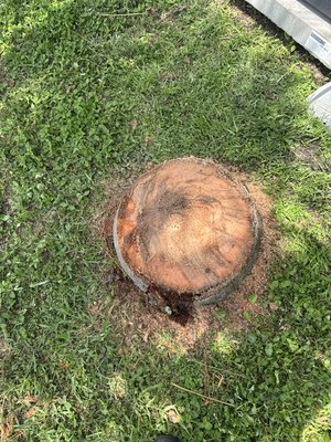 Palm Tree Removals - We offer all Palm tree removals and tree trimming and removals. Here are a bunch of Palm tree removals we’ve done recently with and without stump grinding. We offer bundled Palm tree with stump grinding deals to get it all done at one time. Residential and Commercial Properties Palm Tree Removals - We offer all Palm tree removals and tree trimming and removals. Here are a bunch of Palm tree removals we’ve done recently with and without stump grinding. We offer bundled Palm tree with stump grinding deals to get it all done at one time. Residential and Commercial Properties