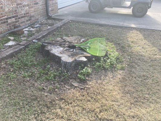 Massive Stump Removal - Although our stump grinder isn’t the biggest, our effort was. We were about to safely and cleanly have this stump ground approximately 6” below the dirt level, as well as fill in a low spot in our customer’s yard with the chips afterward. Massive Stump Removal - Although our stump grinder isn’t the biggest, our effort was. We were about to safely and cleanly have this stump ground approximately 6” below the dirt level, as well as fill in a low spot in our customer’s yard with the chips afterward.